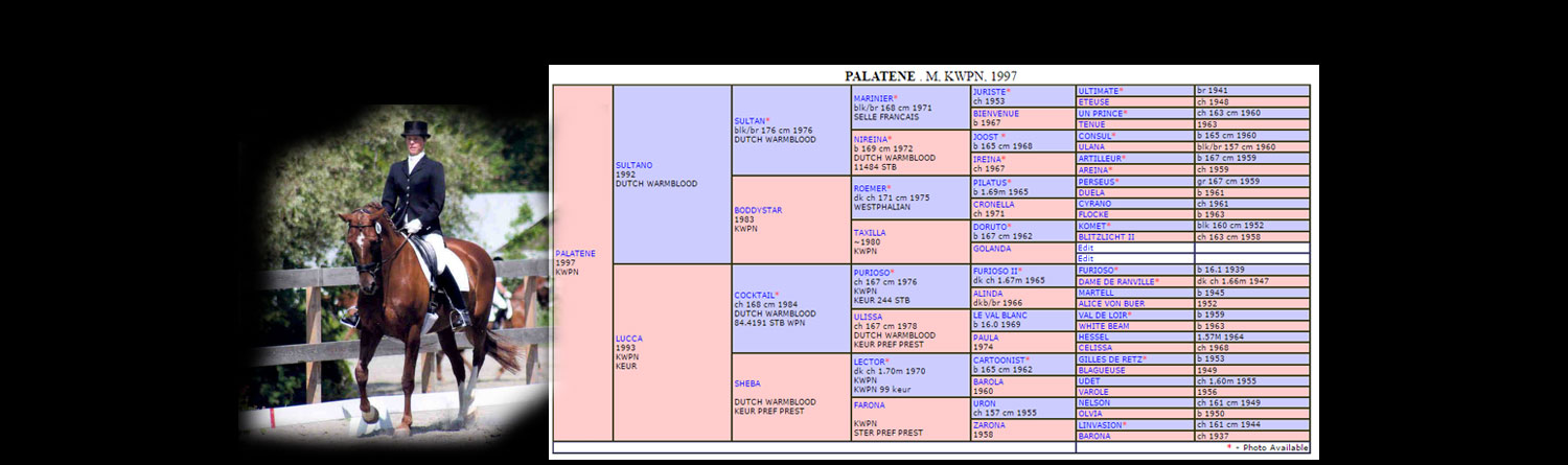 palatene-kwpn-pedigree