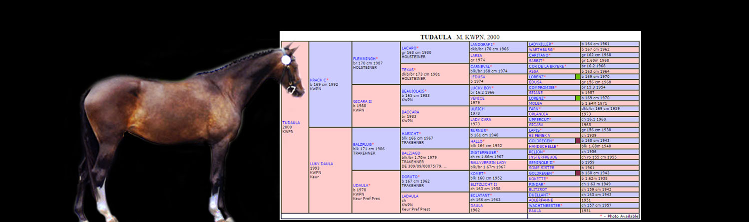 tudaula-kwpn-pedigree